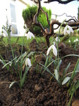 SX21493 Snowdrops (Galanthus nivalis) in garden.jpg
